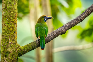 The Crimson-rumped Toucanet, Aulacorhynchus haematopygus perched on the branch in rain forest in Ecuador, dark scene with green color.