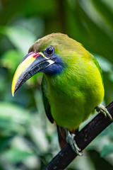 The Crimson-rumped Toucanet, Aulacorhynchus haematopygus perched on the branch in rain forest in Ecuador, dark scene with green color.