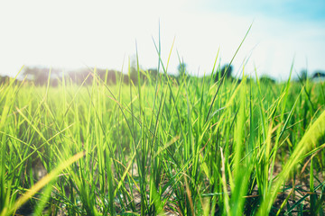 close up of nature fresh green field and agriculture at countryside.
