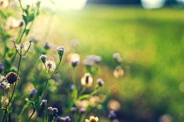 Close up the grass flower near the field and light of sun.