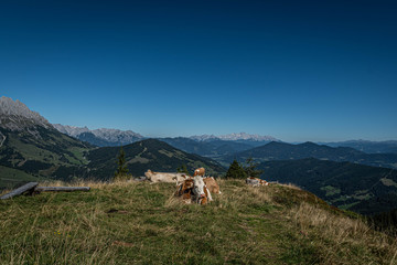 Fototapeta na wymiar cows at the summit with a view of the Alps