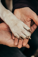 Happy family look. Male hand, female hand and dog paw. Best friends forever. Love is. Cute family photo
