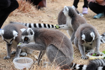 ring tailed lemur
