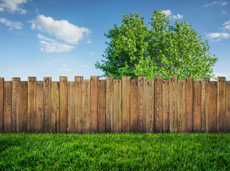 tree in garden and wooden backyard fence with grass