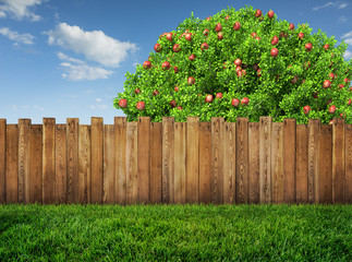 apple tree in garden and wooden backyard fence