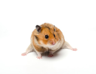 Cute funny Syrian hamster sitting as if in a split (isolated on white), selective focus on the hamster eyes and nose