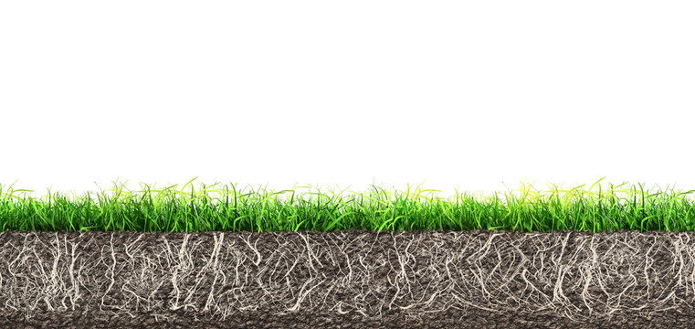 grass and turf soil with roots isolated