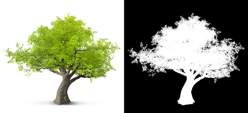 tree isolated on white background with alpha mask for easy isolation 3D illustration