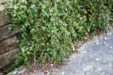 green plant with red berries on the wall