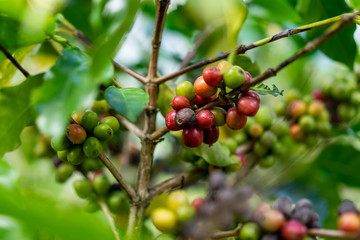 selective focus of green and red coffee berries on branch
