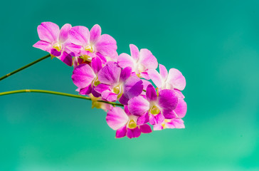 orchids.purple orchids is considered the queen of flowers in Thailand.