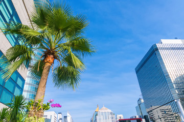 palm tree in the garden on the building  with blue sky background.