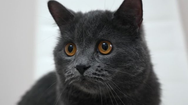 British fold cat with orange eyes, close up