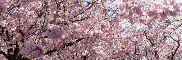 Panoramic image. Branches of a blooming almond tree in early spring