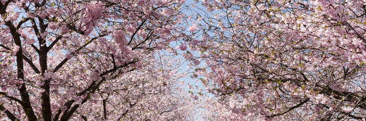 Panoramic image. Branches of a blooming almond tree in early spring