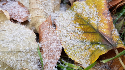 Big yellow fall leaf with green streaks in a half covered with first snow. Winter background with white grains of snow. Seasonal backdrop. Natural autumn colors and frosty winter texture.