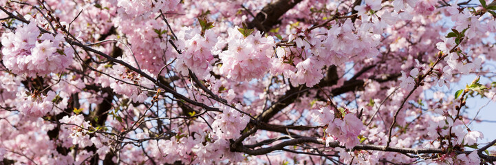 Panoramic image. Branches of a blooming almond tree in early spring