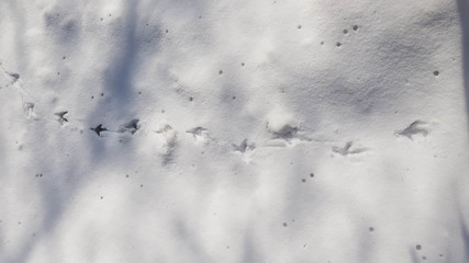 Birds footprints on icy snow cover. Winter texture. Shining snowy background. Grey footprints and dark tree branches shadows on white snow backdrop.