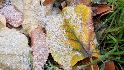 Closeup of yellow fall leaf with green streaks covered with first snow. Winter background with grains of snow and fresh green grass nearby. Seasonal backdrop. Autumn colors and frosty winter texture.