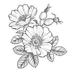 Wild rose flowers and berries, line art drawing. Outline vector illustration isolated on white background