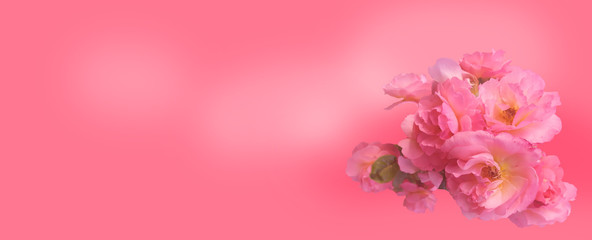 Fototapeta na wymiar Bouquet of pink roses with a bud on a pink background, mockup for greeting card Happy Valentine's Day, Mother's Day, banner, background, copy space