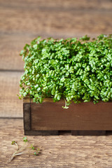 Close-up of Mustard Microgreens, green leaves and stems. Sprouting Microgreens. Seed Germination at home. Vegan and healthy eating concept. Sprouted Mustard Seeds, Microgreens. Growing sprouts
