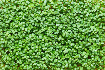 Fresh arugula microgreen background