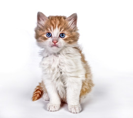 Obraz premium Painted kitten