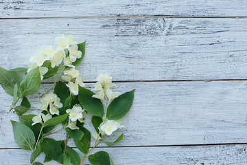 Spring jasmine branches on a white wooden horizontal background.