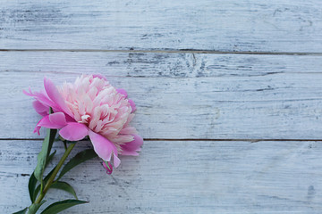 Pink peony on a white wooden background.