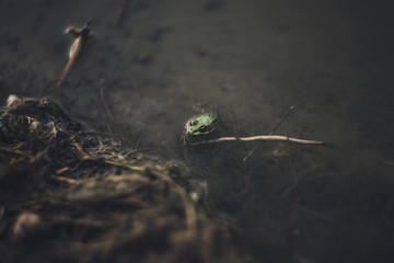 frog in pond