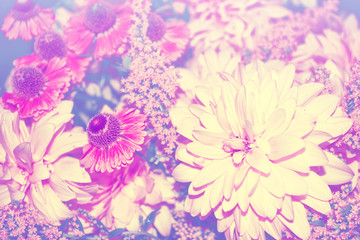 Colorful dahlia flowers on a background of the autumn landscape