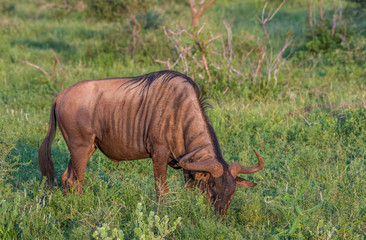 A single blue wildebeest grazes on the African savanna in the Kruger National Park in South Africa...