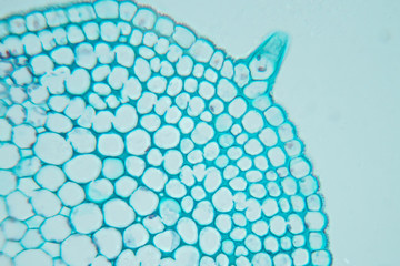  Close up Plant Stem under the microscope for classroom education.