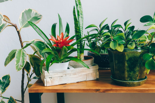 Potted Houseplants On Wooden Desk In Stylish Interior. Room Decoration With Indoor Plants.