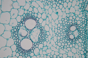  Close up Plant Stem under the microscope for classroom education.