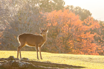 奈良公園-鹿-逆光-朝焼け