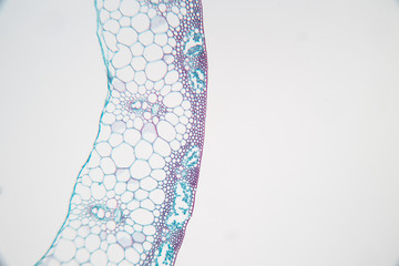  Close up Plant Stem under the microscope for classroom education.