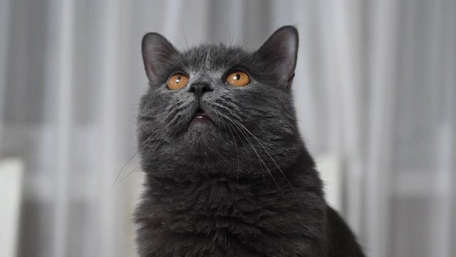 British fold cat with orange eyes, close up
