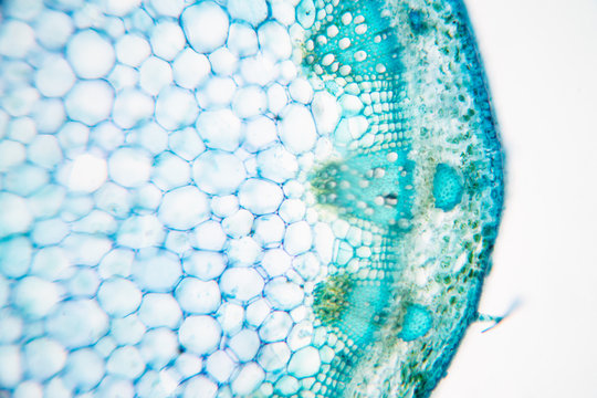  Close up Plant Stem under the microscope for classroom education.