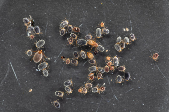 Close up Dog ticks and Flea under microscope for study in laboratory.