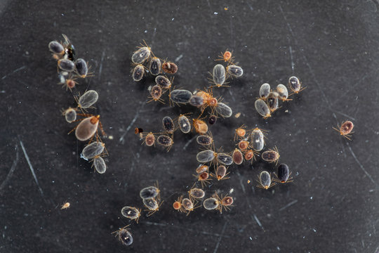 Close up Dog ticks and Flea under microscope for study in laboratory.