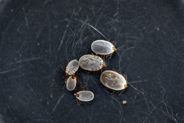 Close up Dog ticks and Flea under microscope for study in laboratory.