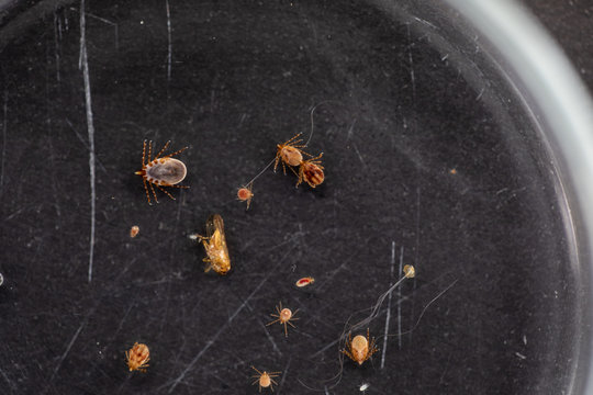 Close up Dog ticks and Flea under microscope for study in laboratory.