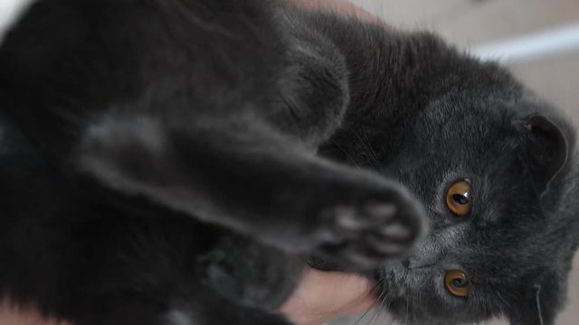 British fold cat hunting and playing with its tail, close up