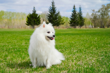Cute smiling flurty white dog with long fur sitting on fresh green grass in the park, countryside, field or meadow. Purebred Japanese Spitz having fun outdoors and enjoying spring greens.