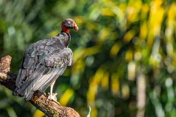 King vulture, Sarcoramphus papa, large bird found in Central and South America. Flying bird, forest in the background. Wildlife scene from tropic nature. Red head bird. Condor with open wing, Panama