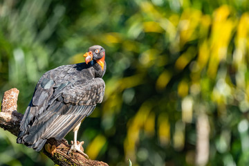 King vulture, Sarcoramphus papa, large bird found in Central and South America. Flying bird, forest...