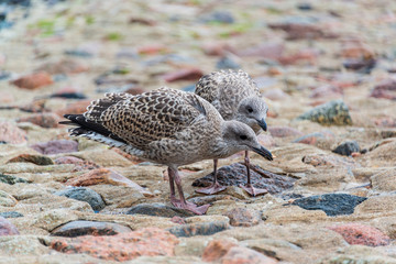 Zwei Seemöwen an der Ostsee streiten sich um einen Fang