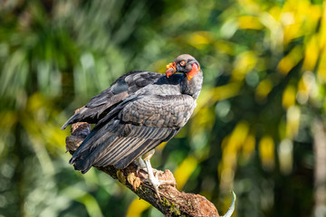 King vulture, Sarcoramphus papa, large bird found in Central and South America. Flying bird, forest in the background. Wildlife scene from tropic nature. Red head bird. Condor with open wing, Panama